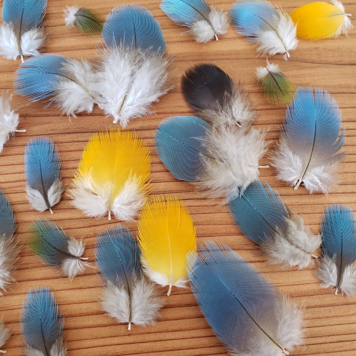 ブルーマコウ　フェザー　羽根　フライ　素材_7