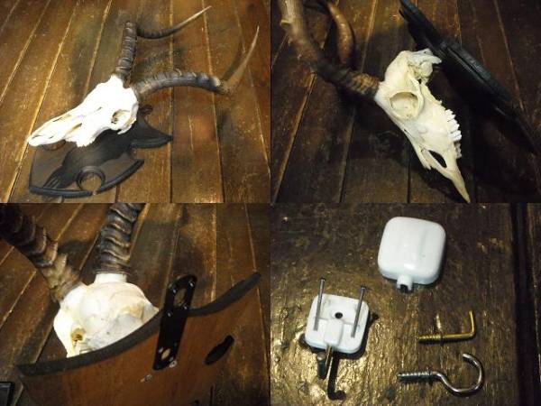 ①インパラ 壁掛け（頭骨 標本 剥製 角 トロフィー スカル 鹿 牛(置物