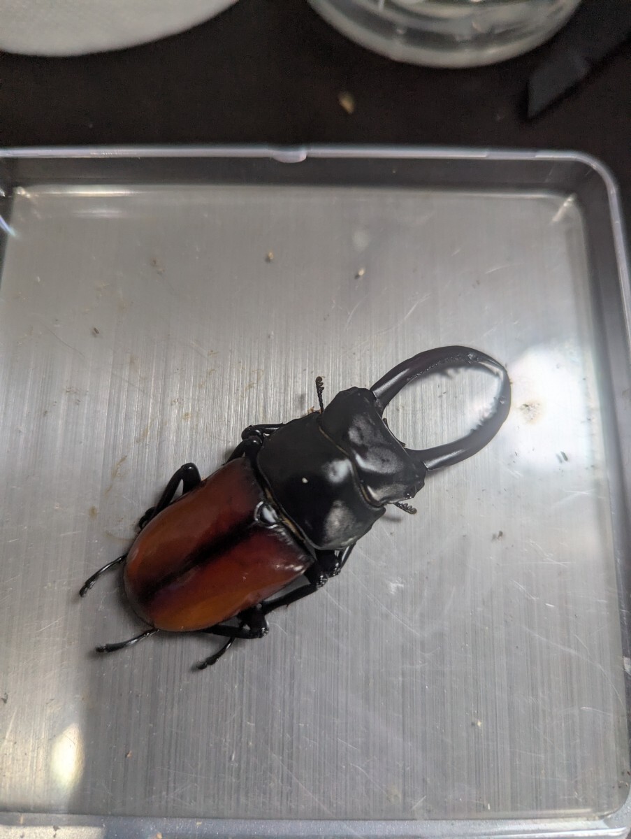 アローコクワガタ 亜種リエン ペア_1