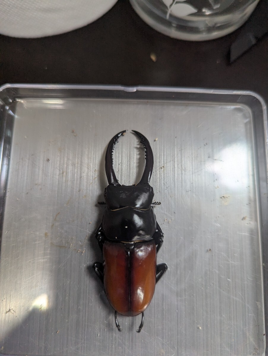 アローコクワガタ 亜種リエン ペア_2