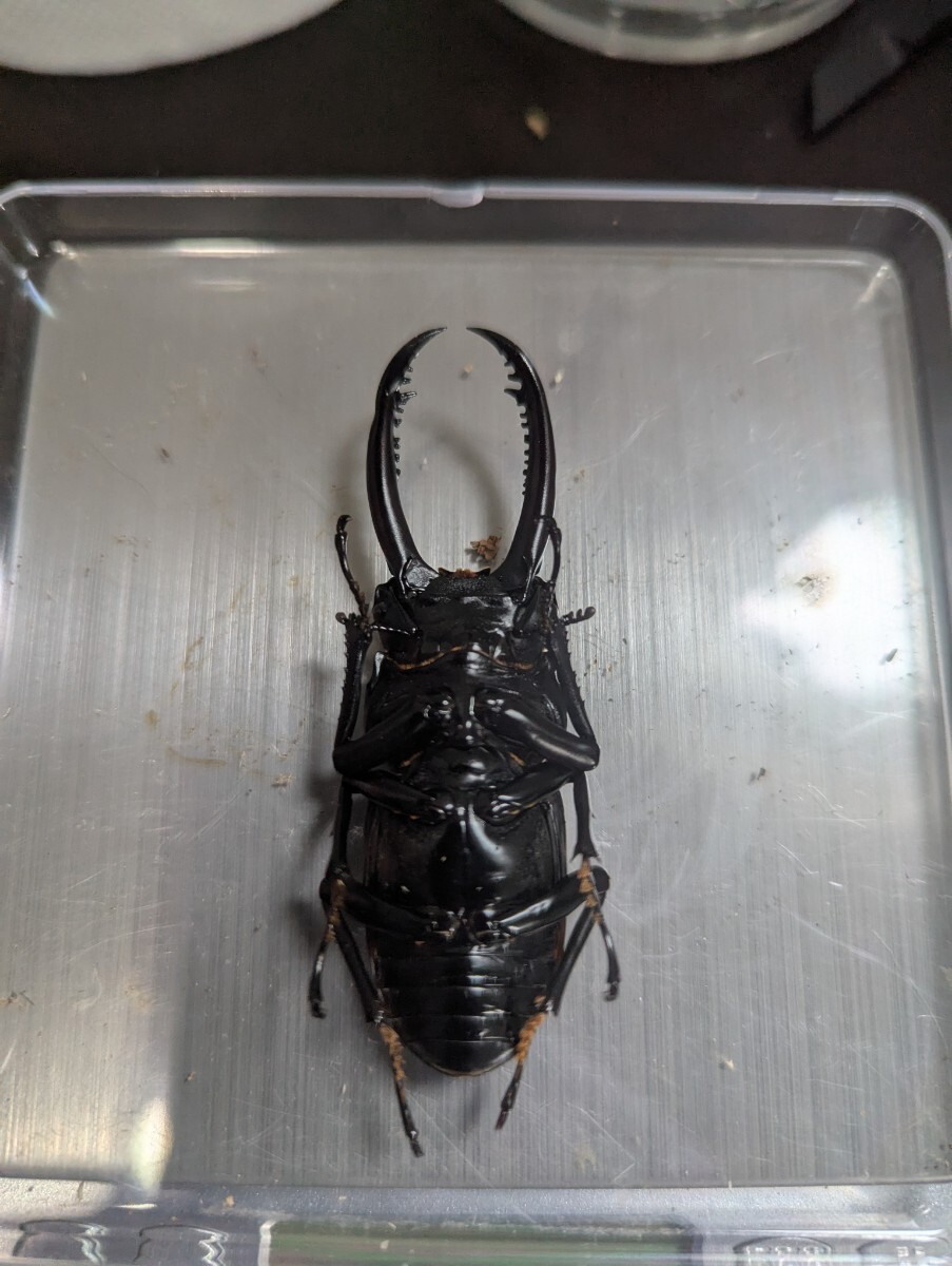 アローコクワガタ 亜種リエン ペア_3