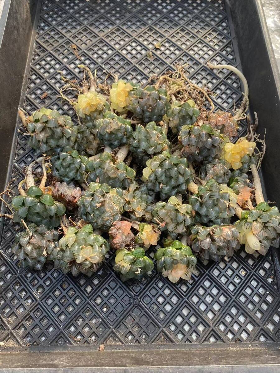 ち*ん様 多肉植物　ハオルチア　赤太陽オブツーサ錦　極上斑　鮮明錦 11 多肉植物 ハオルチア オブツーサ錦 水中月 糊斑 縞斑 斑入り 鮮明錦