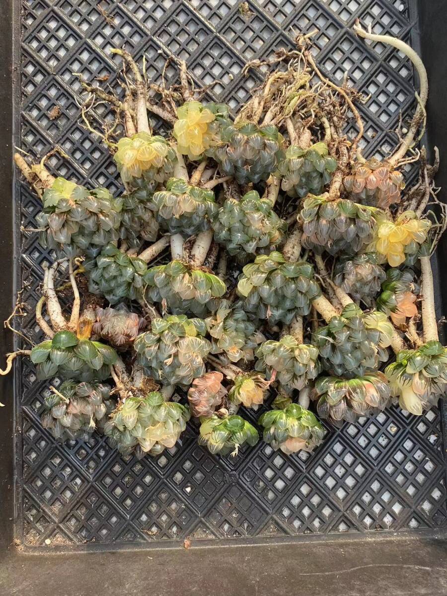 11 多肉植物 ハオルチア オブツーサ錦 水中月 糊斑 縞斑 斑入り 鮮明錦