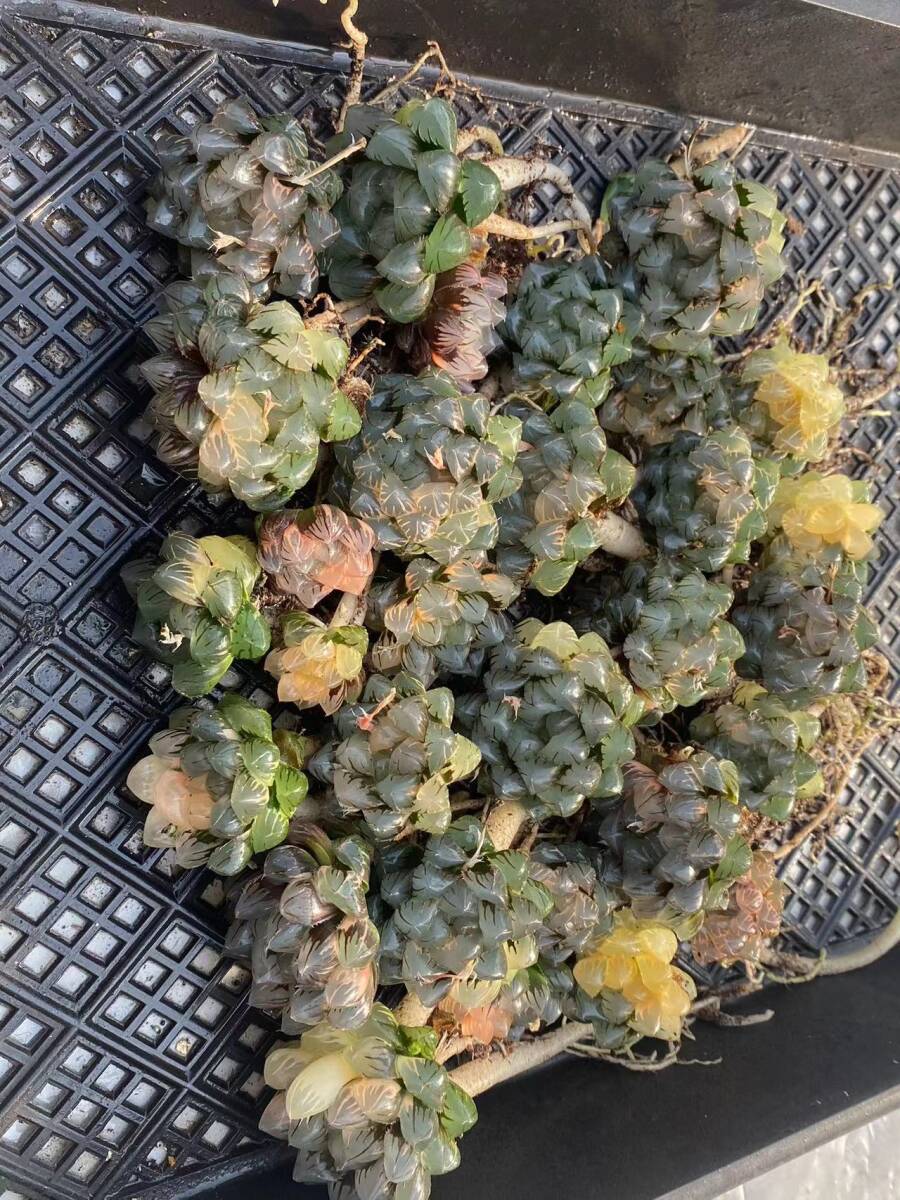 11 多肉植物 ハオルチア オブツーサ錦 水中月 糊斑 縞斑 斑入り 鮮明錦