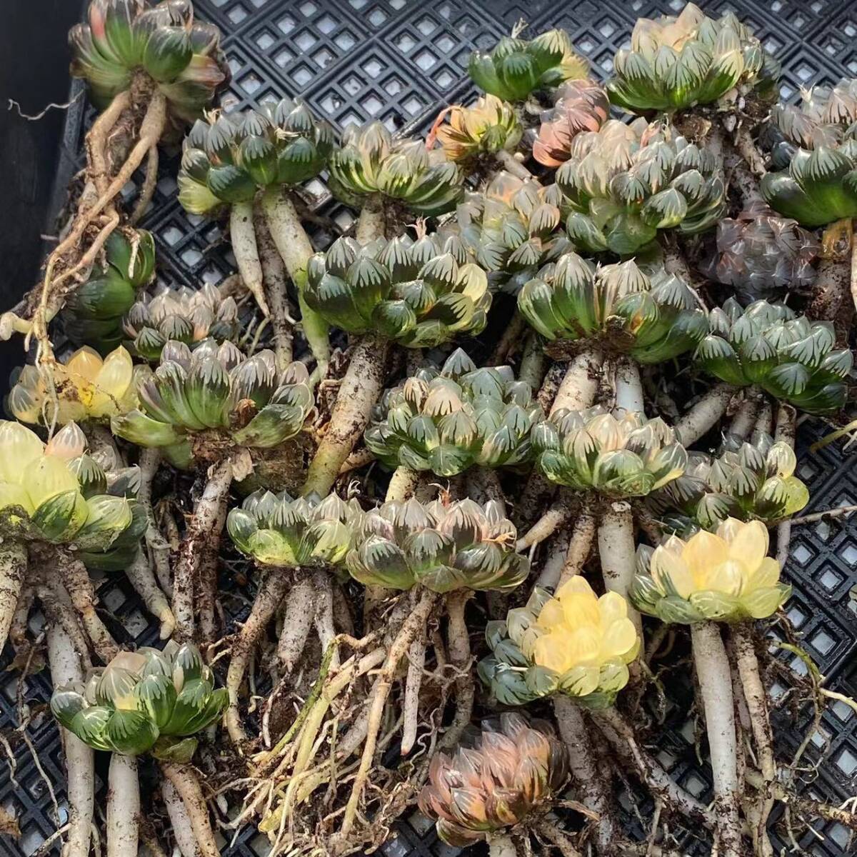 11 多肉植物 ハオルチア オブツーサ錦 水中月 糊斑 縞斑 斑入り 鮮明錦