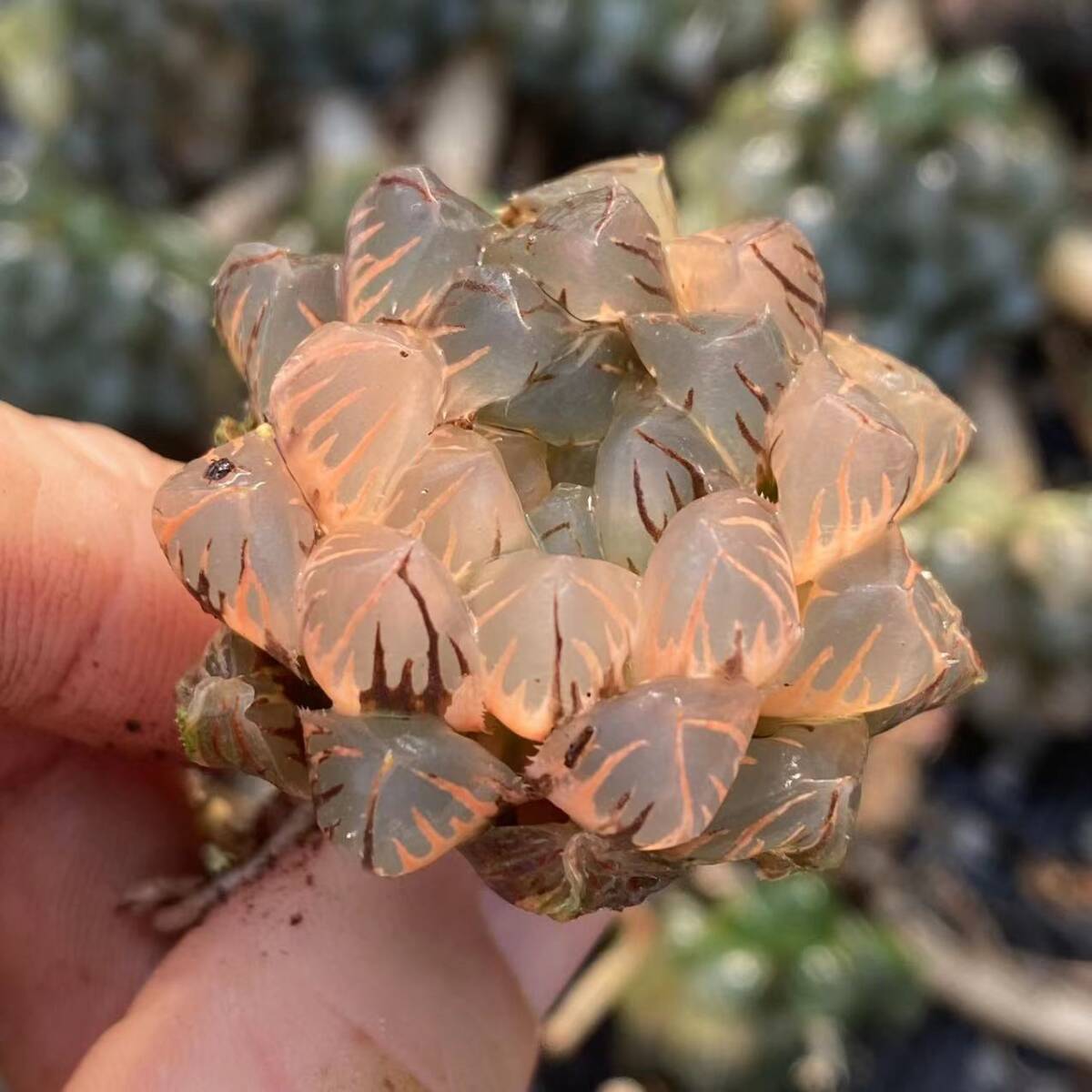11 多肉植物 ハオルチア オブツーサ錦 水中月 糊斑 縞斑 斑入り 鮮明錦