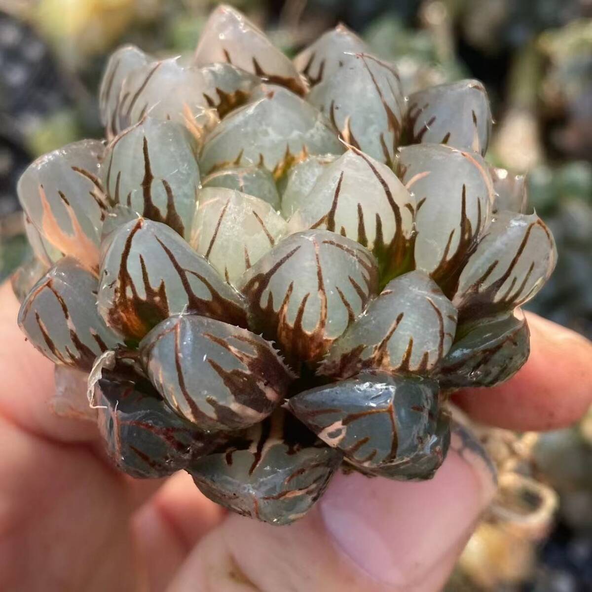 11 多肉植物 ハオルチア オブツーサ錦 水中月 糊斑 縞斑 斑入り 鮮明錦