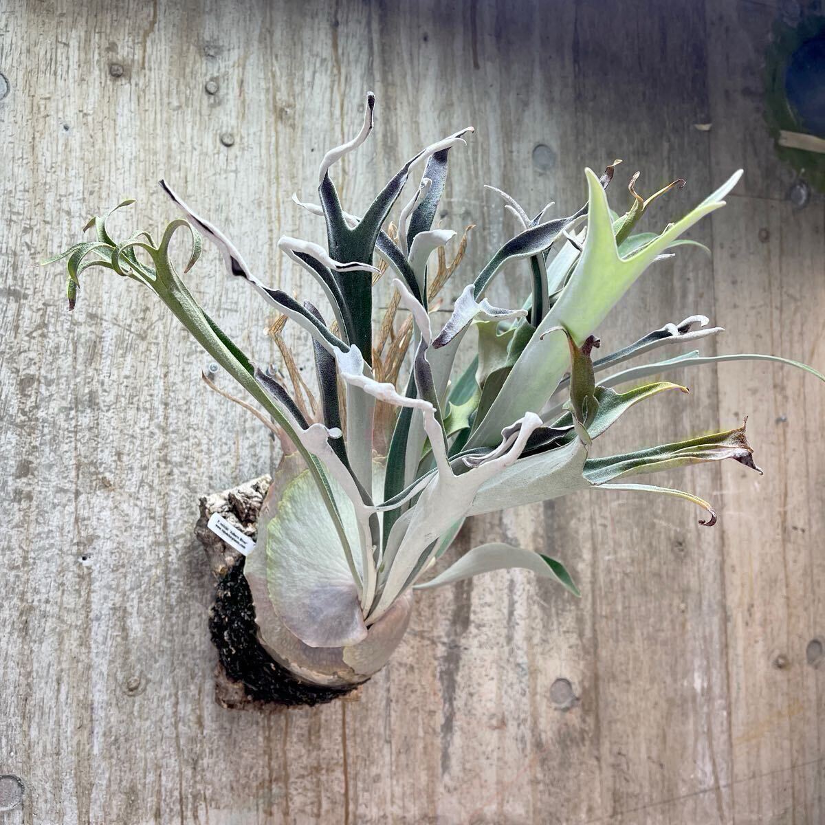 P. veitchii 'Auburn River' 【kumaplants】アーバンリバー ビカクシダ
