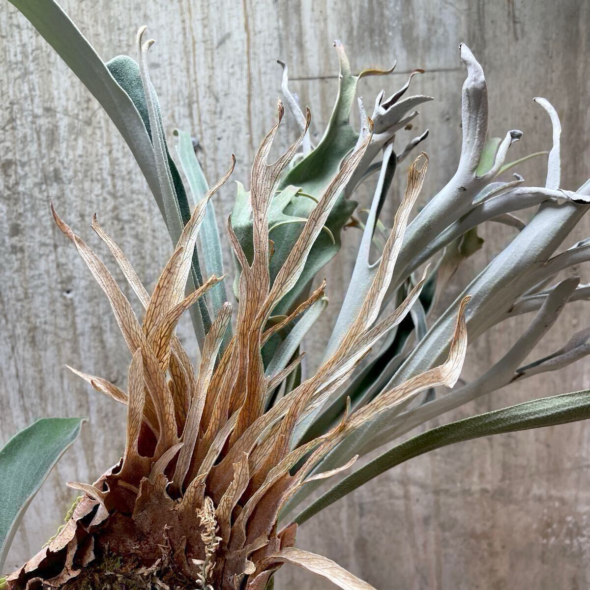 P. veitchii 'Auburn River' 【kumaplants】アーバンリバー ビカクシダ
