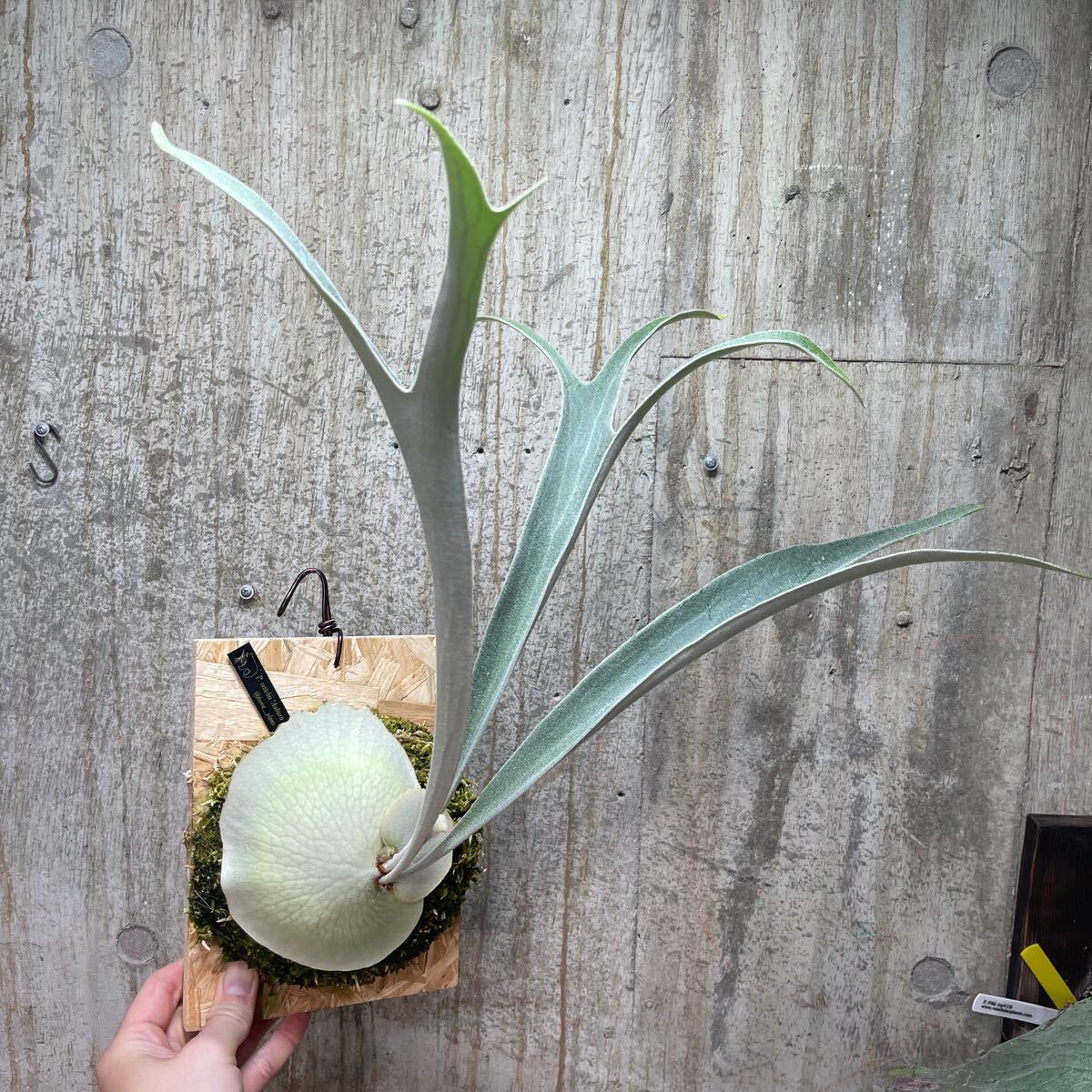 P. veitchii 'Auburn River' 【kumaplants】アーバンリバー ビカクシダ