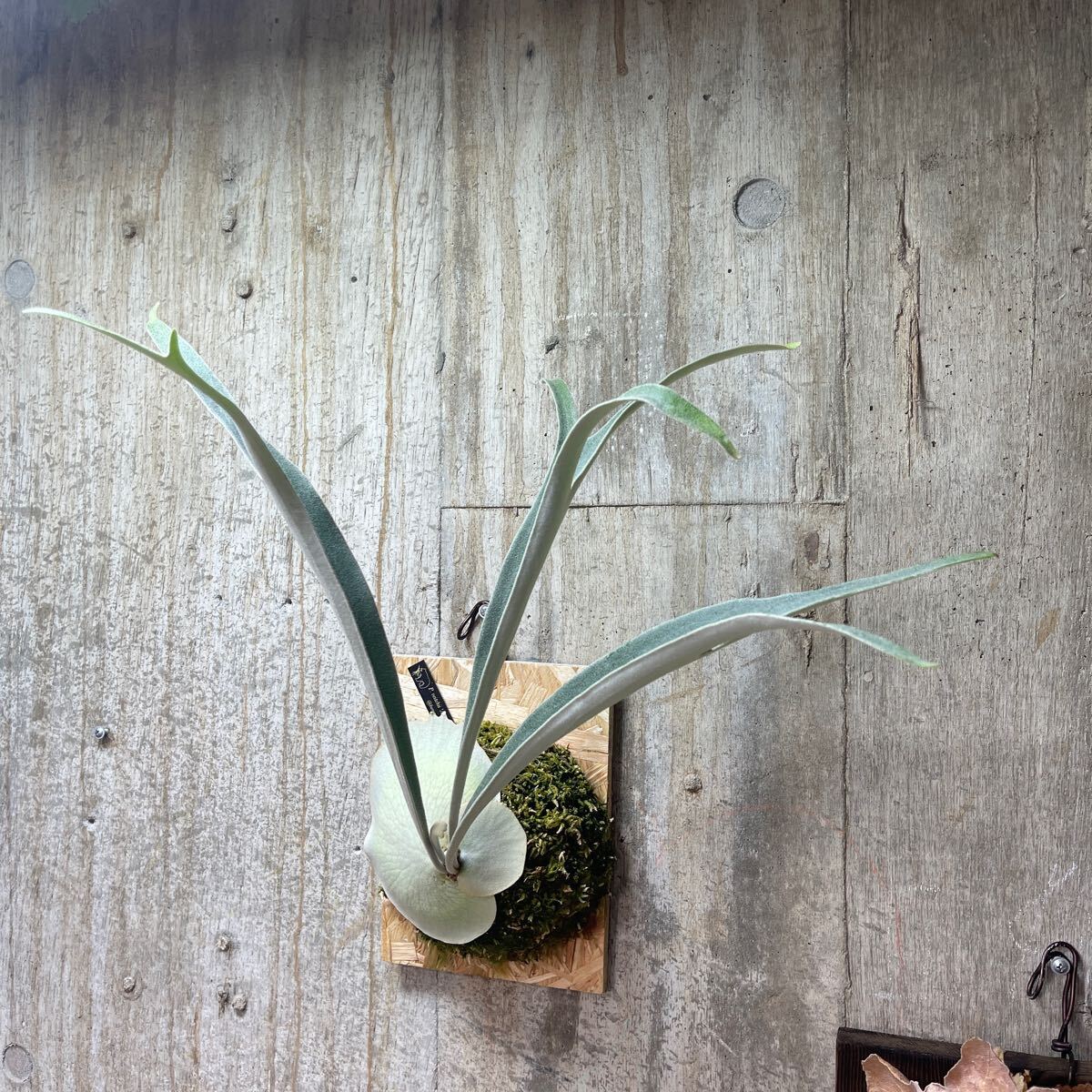 P. veitchii 'Auburn River' 【kumaplants】アーバンリバー ビカクシダ