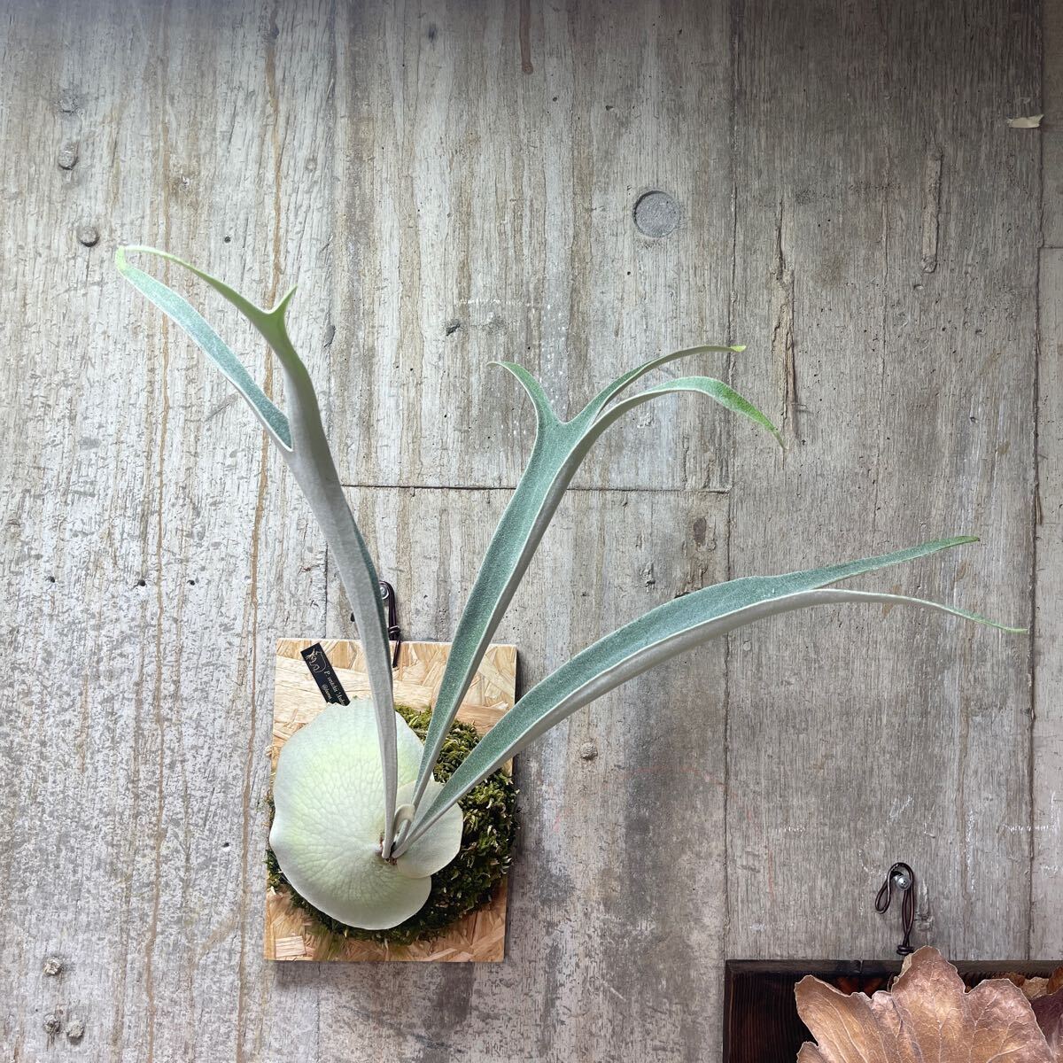 P. veitchii 'Auburn River' 【kumaplants】アーバンリバー ビカクシダ