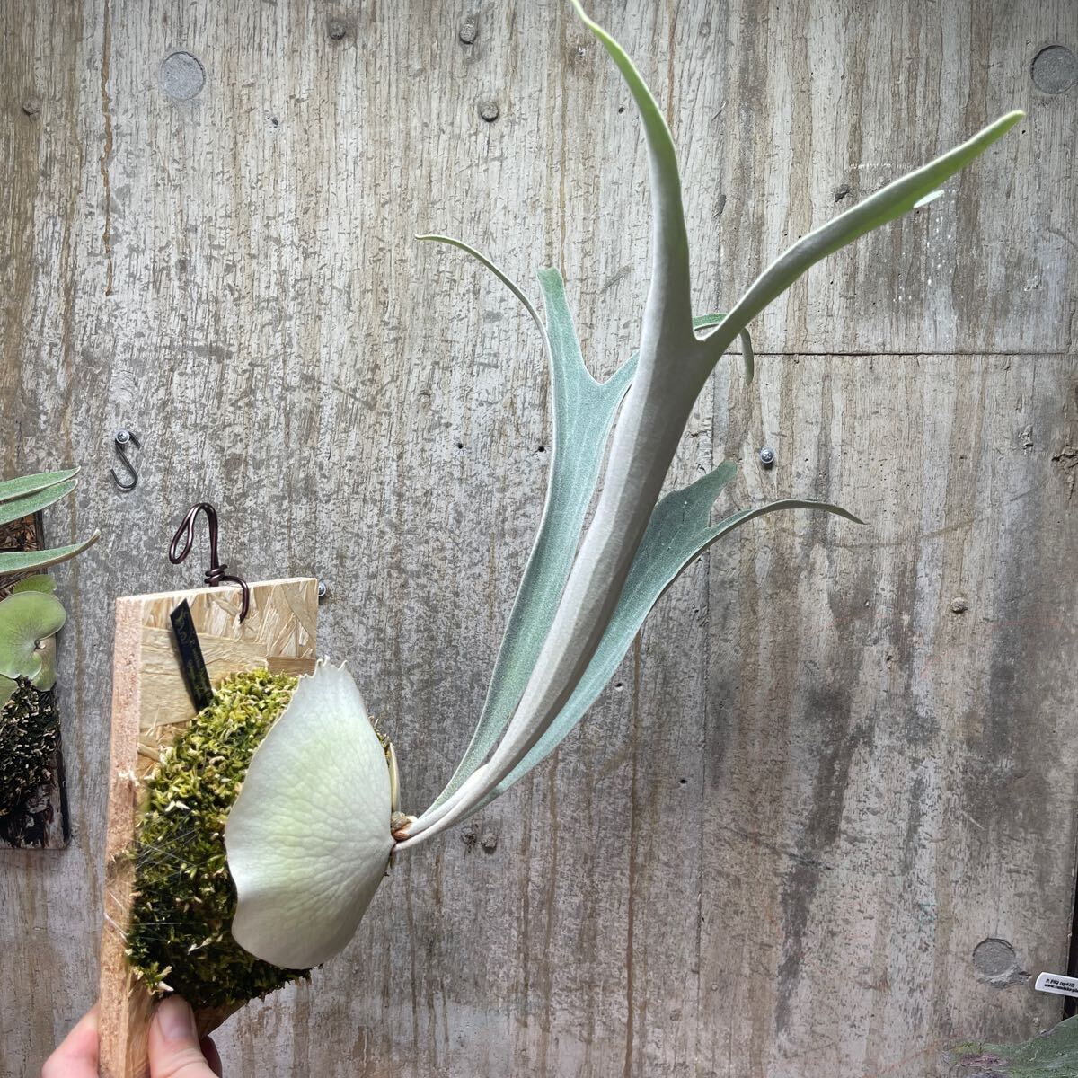 P. veitchii 'Auburn River' 【kumaplants】アーバンリバー ビカクシダ