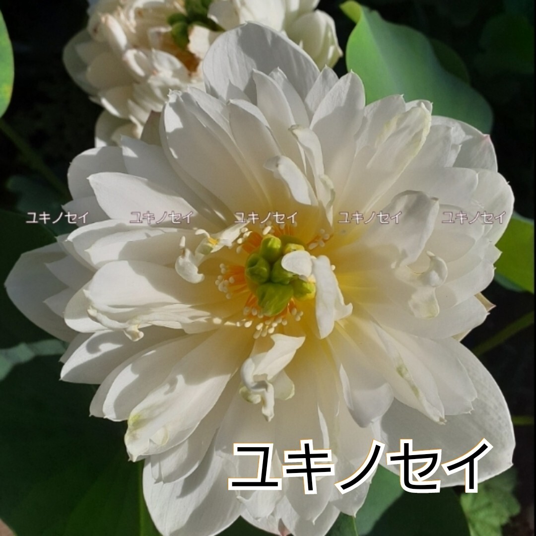 雪乃精 （ユキノセイ） 雪の精　小型品種　花蓮　花ハス　蓮　蓮根　レンコン　２苗セット　_1