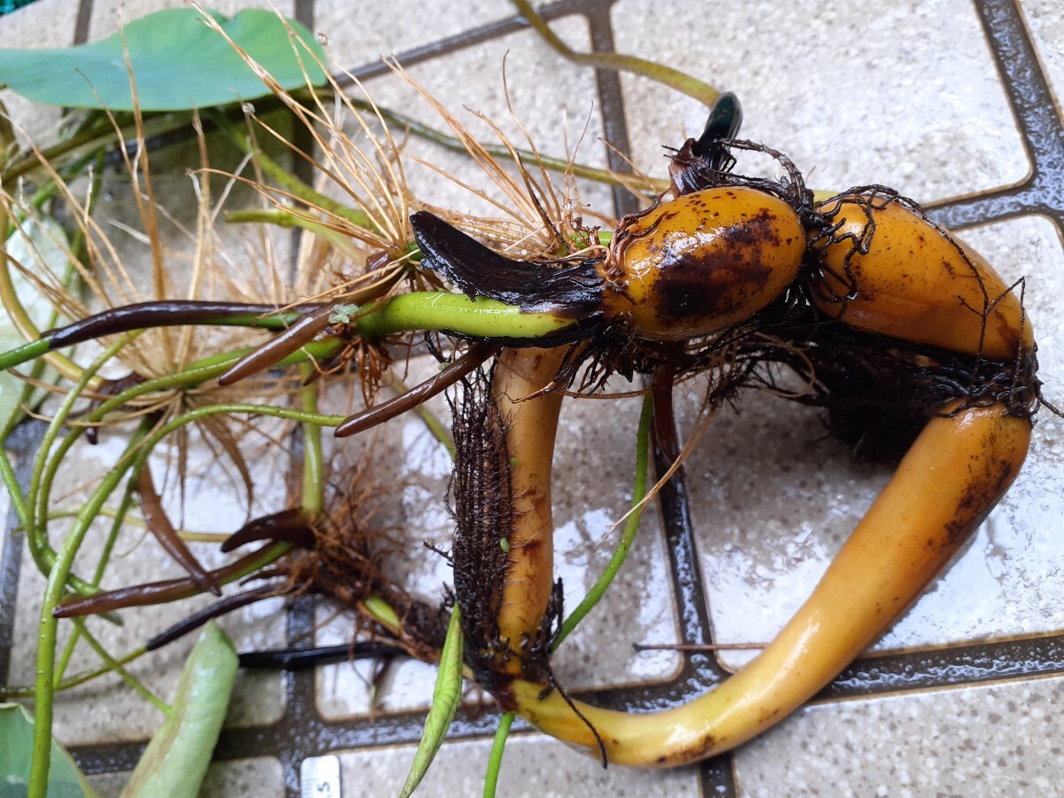 雪乃精 （ユキノセイ） 雪の精　小型品種　花蓮　花ハス　蓮　蓮根　レンコン　２苗セット　_10