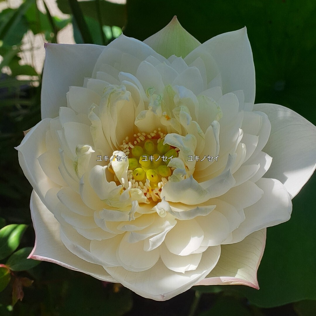 雪乃精 （ユキノセイ） 雪の精　小型品種　花蓮　花ハス　蓮　蓮根　レンコン　２苗セット　_2