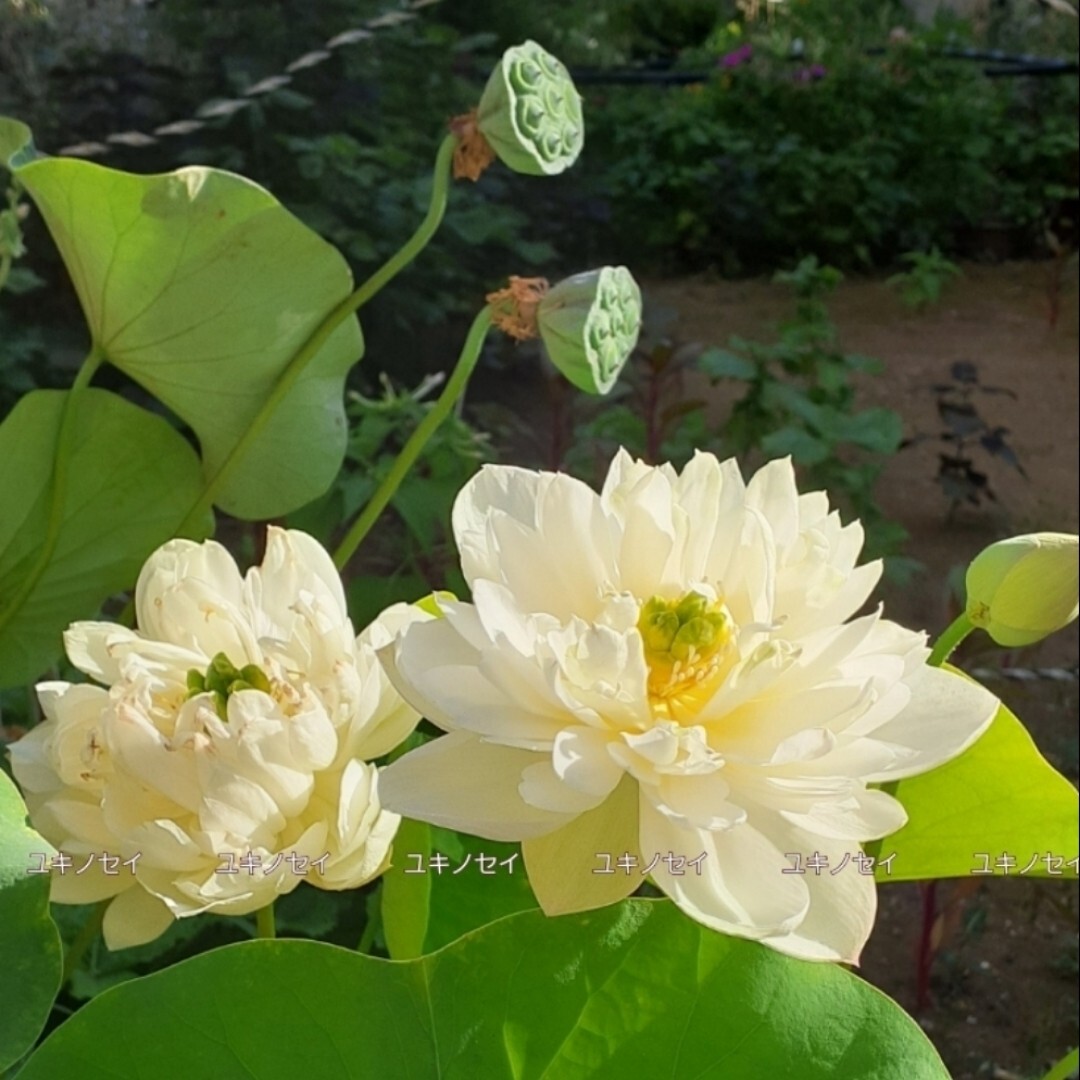 雪乃精 （ユキノセイ） 雪の精　小型品種　花蓮　花ハス　蓮　蓮根　レンコン　２苗セット　_3