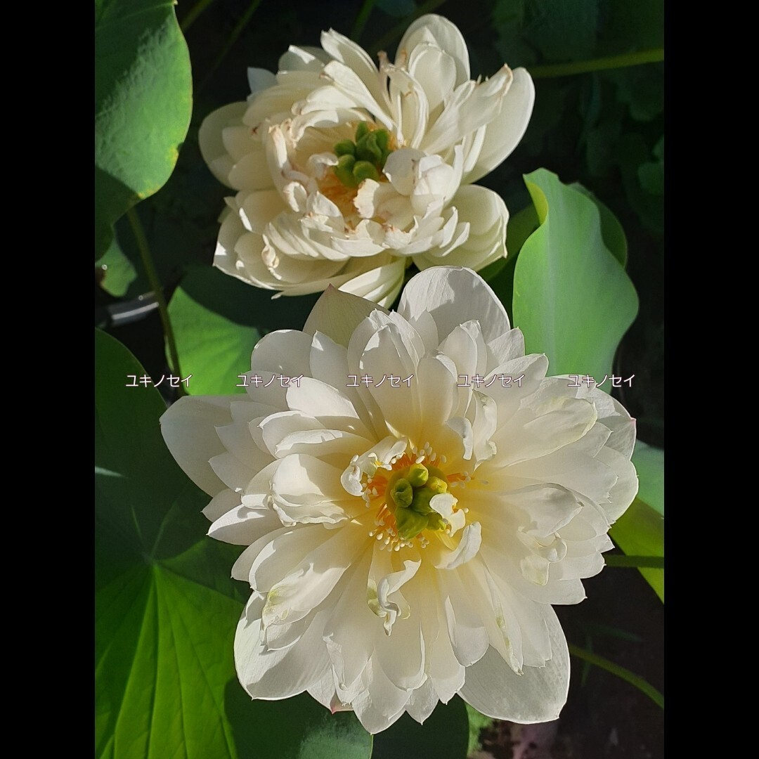 雪乃精 （ユキノセイ） 雪の精　小型品種　花蓮　花ハス　蓮　蓮根　レンコン　２苗セット　_4