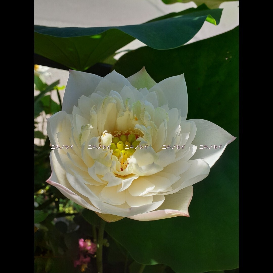 雪乃精 （ユキノセイ） 雪の精　小型品種　花蓮　花ハス　蓮　蓮根　レンコン　２苗セット　_5