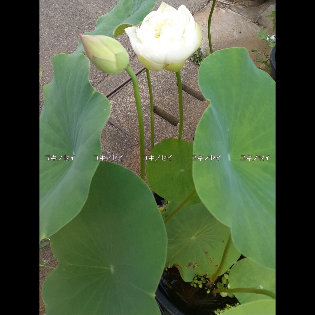 雪乃精 （ユキノセイ） 雪の精　小型品種　花蓮　花ハス　蓮　蓮根　レンコン　２苗セット　_6