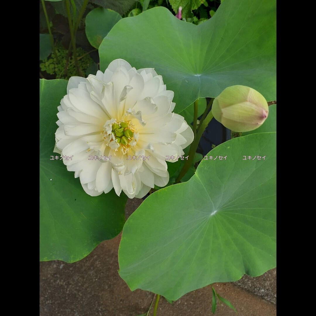 雪乃精 （ユキノセイ） 雪の精　小型品種　花蓮　花ハス　蓮　蓮根　レンコン　２苗セット　_8
