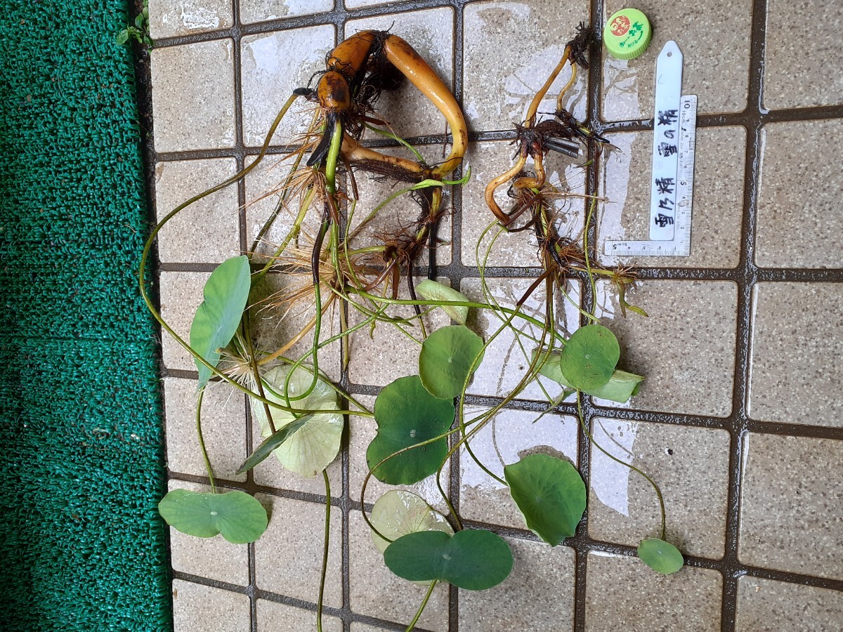 雪乃精 （ユキノセイ） 雪の精　小型品種　花蓮　花ハス　蓮　蓮根　レンコン　２苗セット　_9