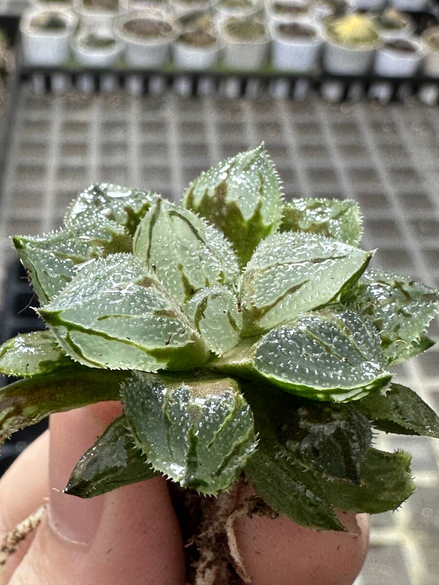 C44 多肉植物 ハオルチア ハオルシア 氷魁 全面窓 総窓 極上斑錦 超美