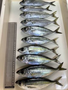超お得14キロ メアジ 大物釣り 餌１キロ５～１５匹×１４＝1４キロ７０～２１０匹 鮮魚物