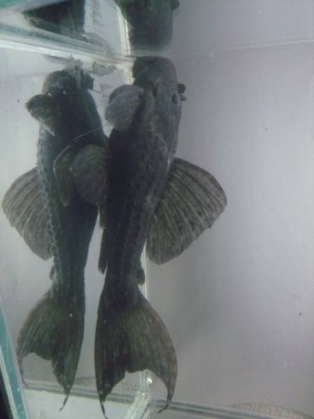 キングオブギャラクシー15 プレコ 売買されたオークション情報 Yahooの商品情報をアーカイブ公開 オークファン Aucfan Com