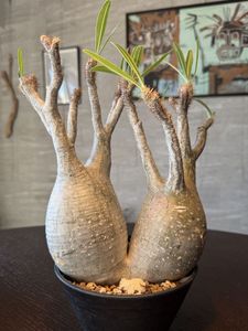 パキポディウム グラキリス2頭 ☆検索 塊根植物 発根済 現地株