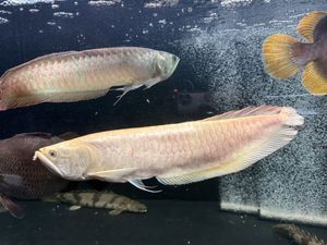 アルビノ シルバーアロワナの値段と価格推移は？｜92件の売買データ 