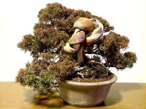 盆栽 真柏のYahoo!オークション(旧ヤフオク!)の相場・価格を見る