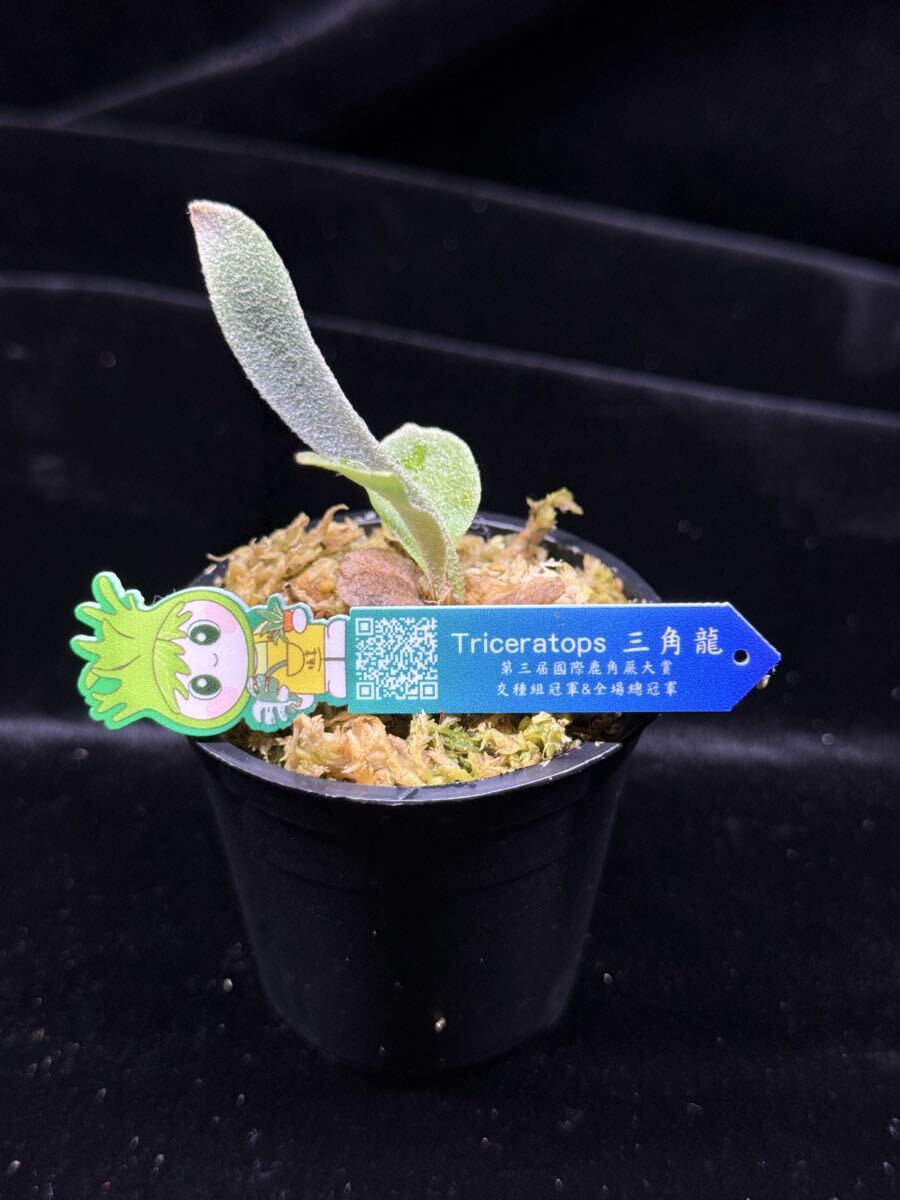 三角龍】P.Triceratops OCトリケラトプス ビカクシダ(ビカクシダ