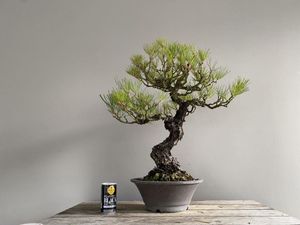 盆栽 真柏のYahoo!オークション(旧ヤフオク!)の相場・価格を見る