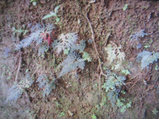 イワヒバの値段と価格推移は？｜29件の売買データからイワヒバの価値が