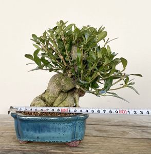小品盆栽のYahoo!オークション(旧ヤフオク!)の相場・価格を見る｜Yahoo