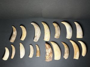 まっこうクジラの牙 印材 根付 希少部位 まっこうクジラの牙 印材 根付 希少部位 Yahoo!オークション