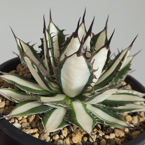 AGAVE TITANOTA 金蝉】最強ブツブツ アガベ チタノタ 子株 観葉植物