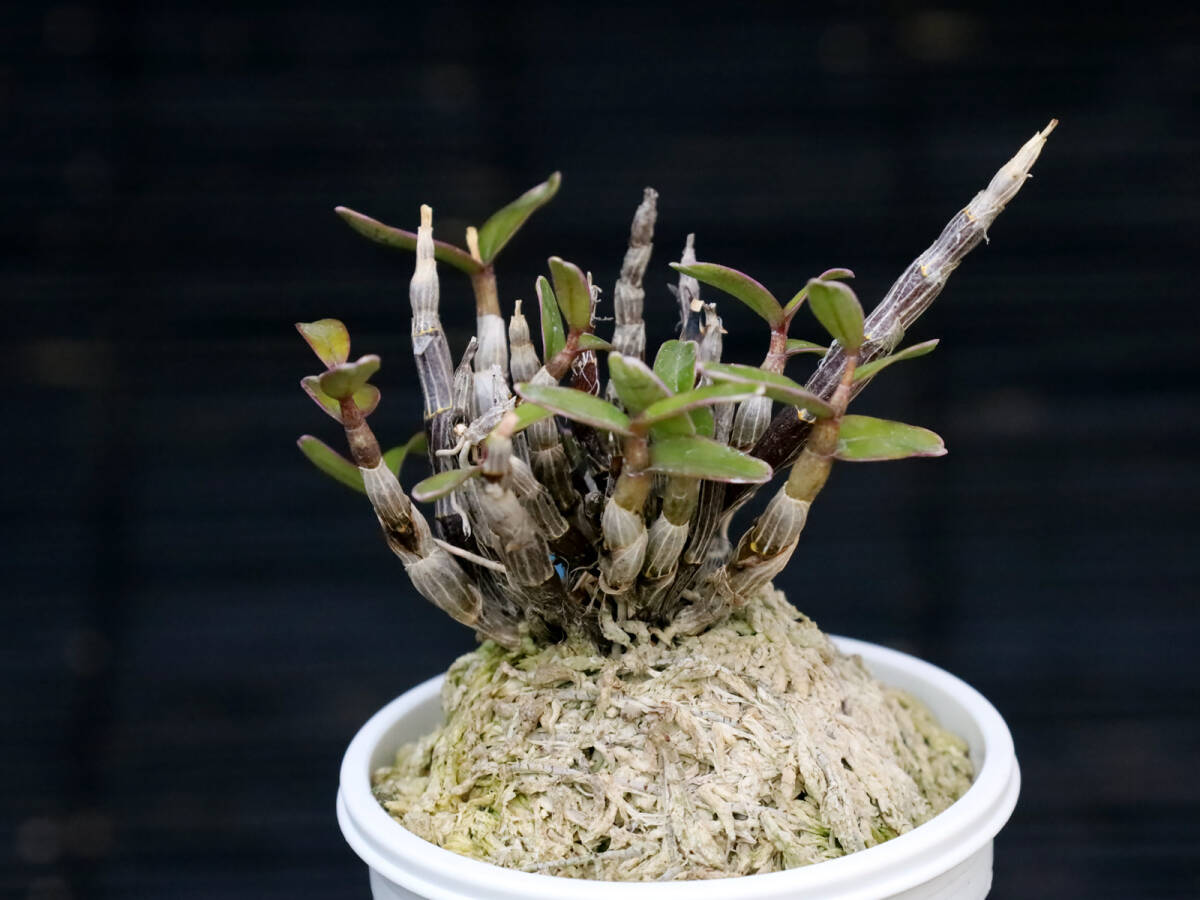 長生蘭　【宝冠】　　　長生蘭最上級品種　5バルブ内葉芽2バルブ　斑入り 銘品 ☆長生蘭 セッコク 伊豆産斑入り、豆葉ダルマ系、「 紅楼夢 」株立ち