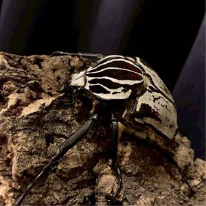 ゴライアスオオツノハナムグリの値段と価格推移は？｜55件の売買データ