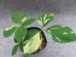 ヤマシャクヤク 山野草のYahoo!オークション(旧ヤフオク!)の相場・価格
