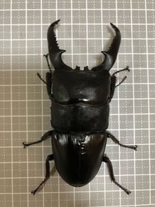 パラワンオオヒラタクワガタの値段と価格推移は？｜126件の売買データ