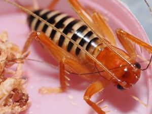 コロギスの値段と価格推移は？｜26件の売買データからコロギスの価値が