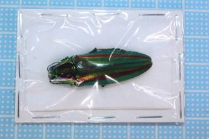 ヤマトタマムシ♀の値段と価格推移は？｜14件の売買データからヤマト