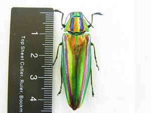 ヤマトタマムシ♀の値段と価格推移は？｜8件の売買データからヤマト