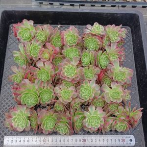 Top【選抜株】360446アエオニウム　シーキング　32個　プラグトレー苗 アエオニウム 穴トレー苗 – Top Succulent®