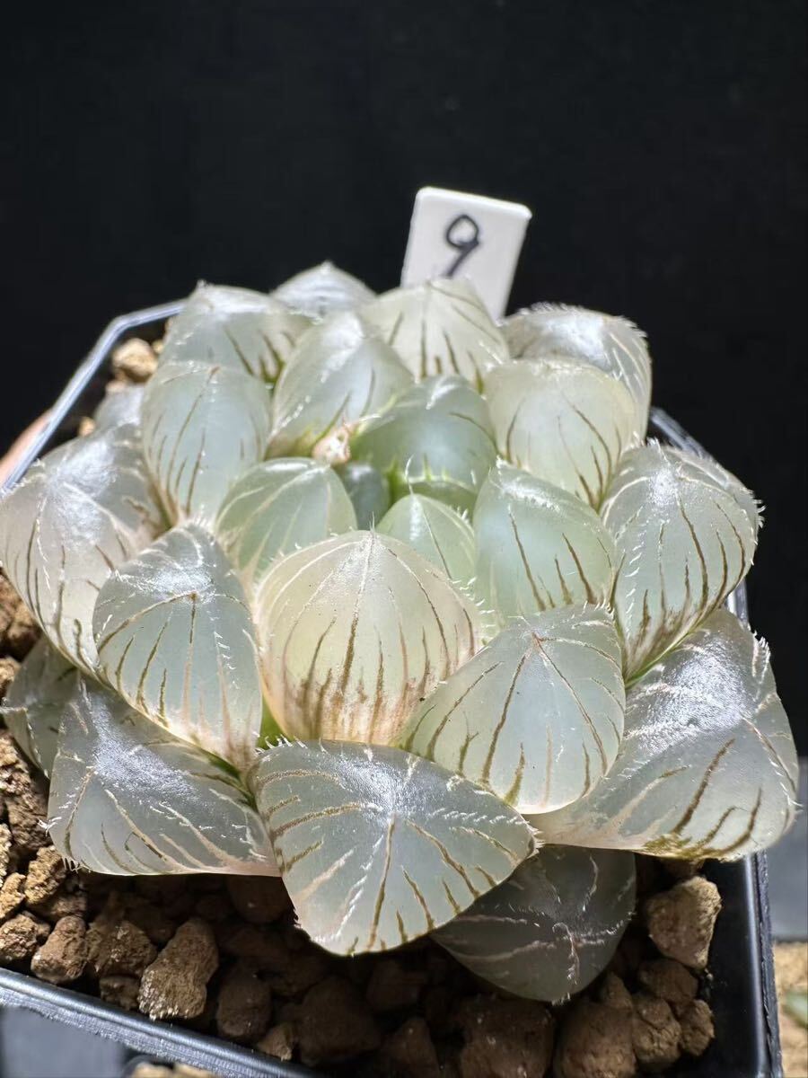 ハオルチア　白赤線オブツーサ錦　大苗 9 多肉植物 ハオルチア 白赤線オブツーサ錦 自家繁殖 抜き苗発送