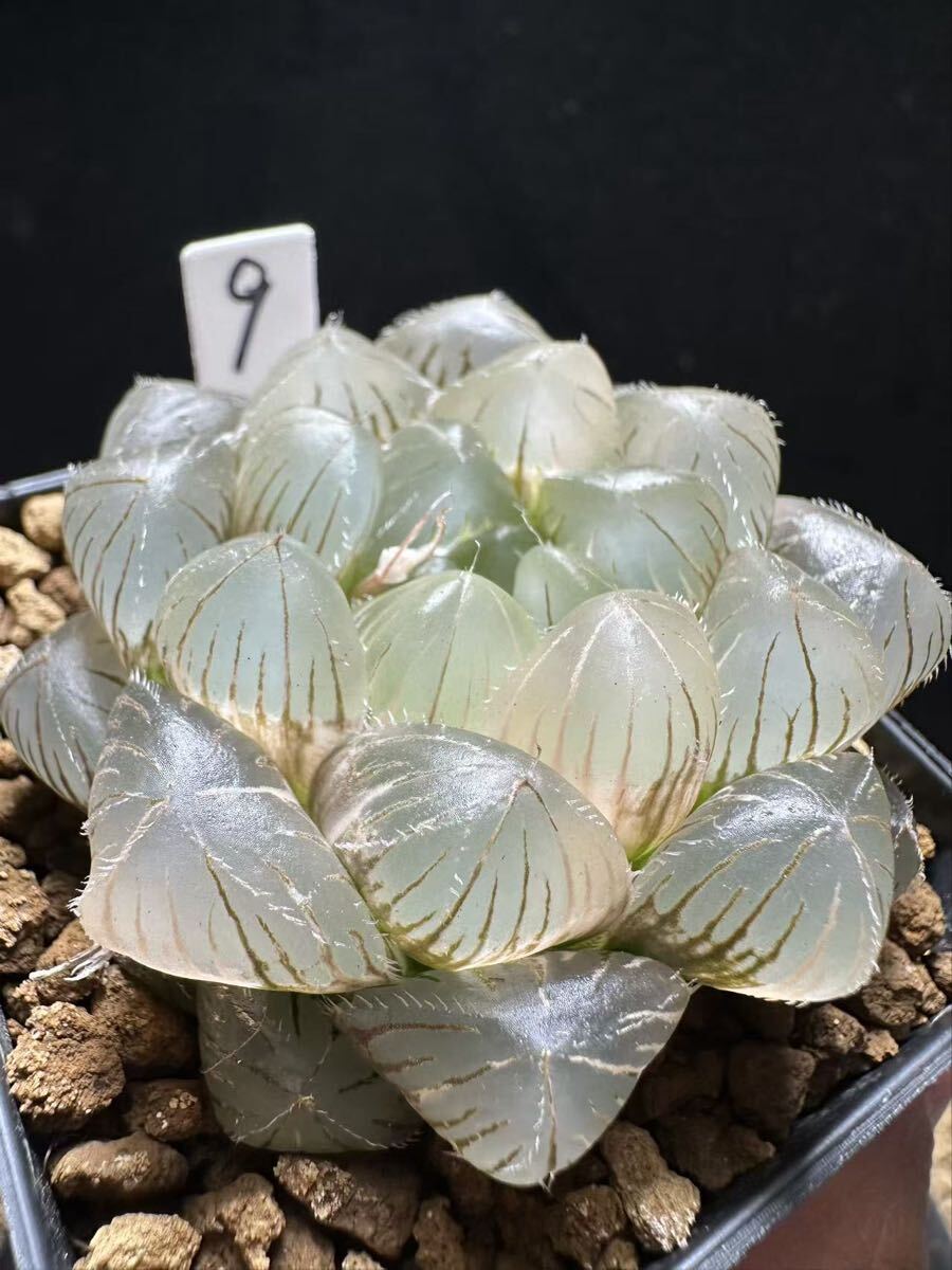 9 多肉植物 ハオルチア 白赤線オブツーサ錦 自家繁殖 抜き苗発送