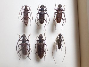 ミヤマカミキリの値段と価格推移は？｜16件の売買データからミヤマ