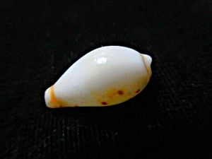 ダカラ 貝殻の値段と価格推移は？｜48件の売買データからダカラ 貝殻の 